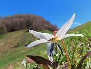 42 Erythronium dens-canis (Dente di cane) con vista sulla cima del Canto Alto